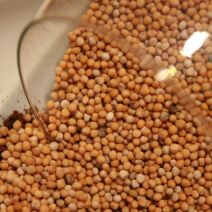 Gorczyca cała - biała 