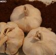 CZOSNEK ŚWIEŻY - 1 KG - 2