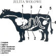 JELITO SUSZONE KĄTNICA 100/50 - 2