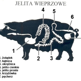 JELITA WIEPRZOWE 26/28 EX EUROPA 80 MB