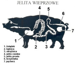 JELITA WIEPRZOWE 26/28 EX EUROPA 80 MB